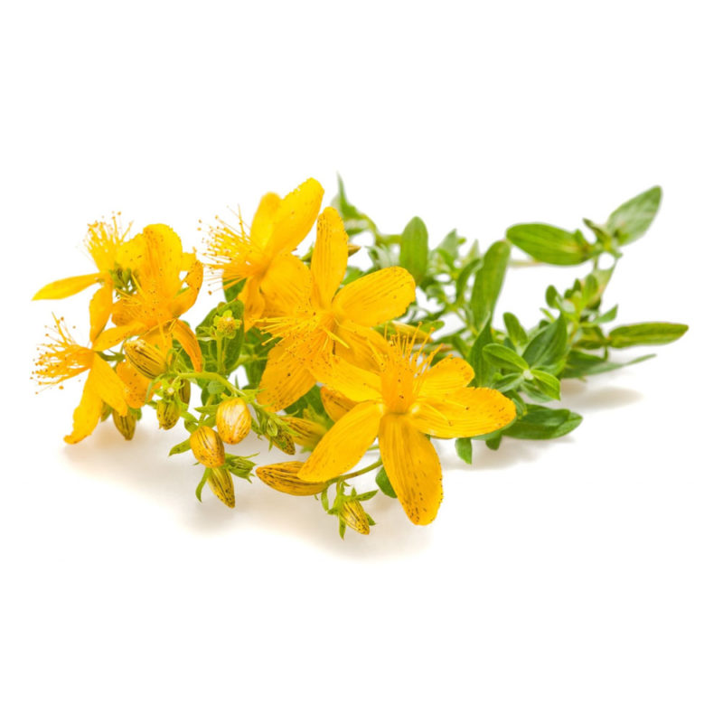 Bioherba Жълт Кантарион / St. John`s Wort 260 mg x 100 капсули