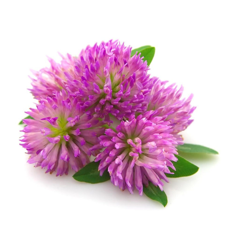 Червена детелина / Red Clover Bioherba 150 mg x 100 капсули