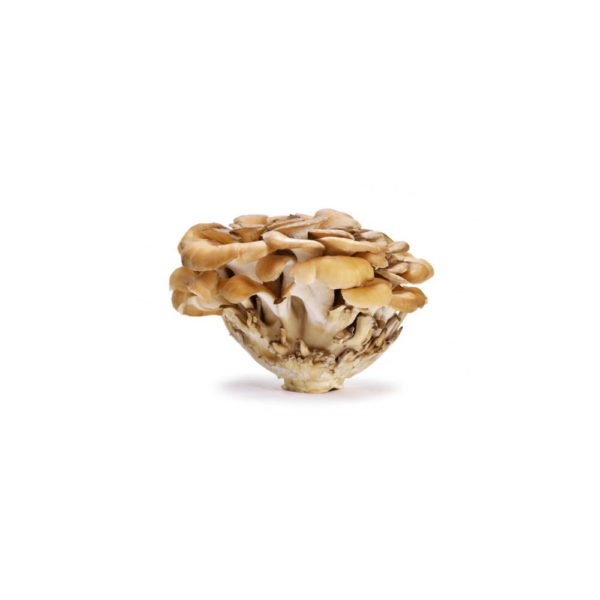 Bioherba Гъба Майтаке / Maitake Mushroom 450 mg x 100 капсули